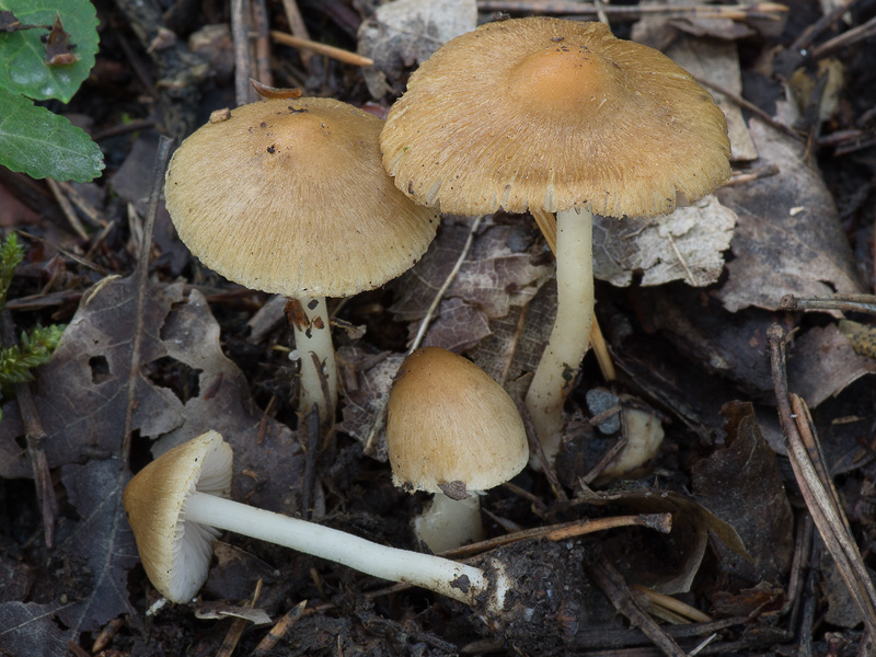 Inocybe nothomixtilis